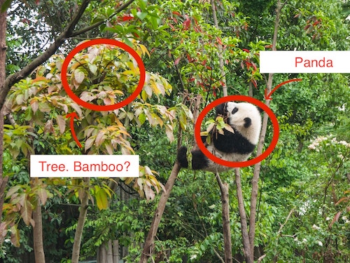 Annotating an image saves a lot of words