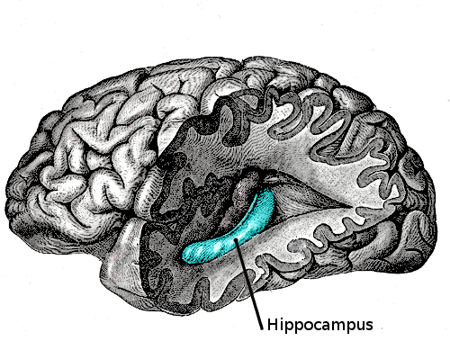 An illustration of the brain with a cutout showing the Hippocampus. It looks like a string bean.