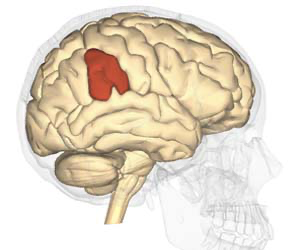 An image showing a small central part of the brain highlighted in red. It's shaped like the letter A.